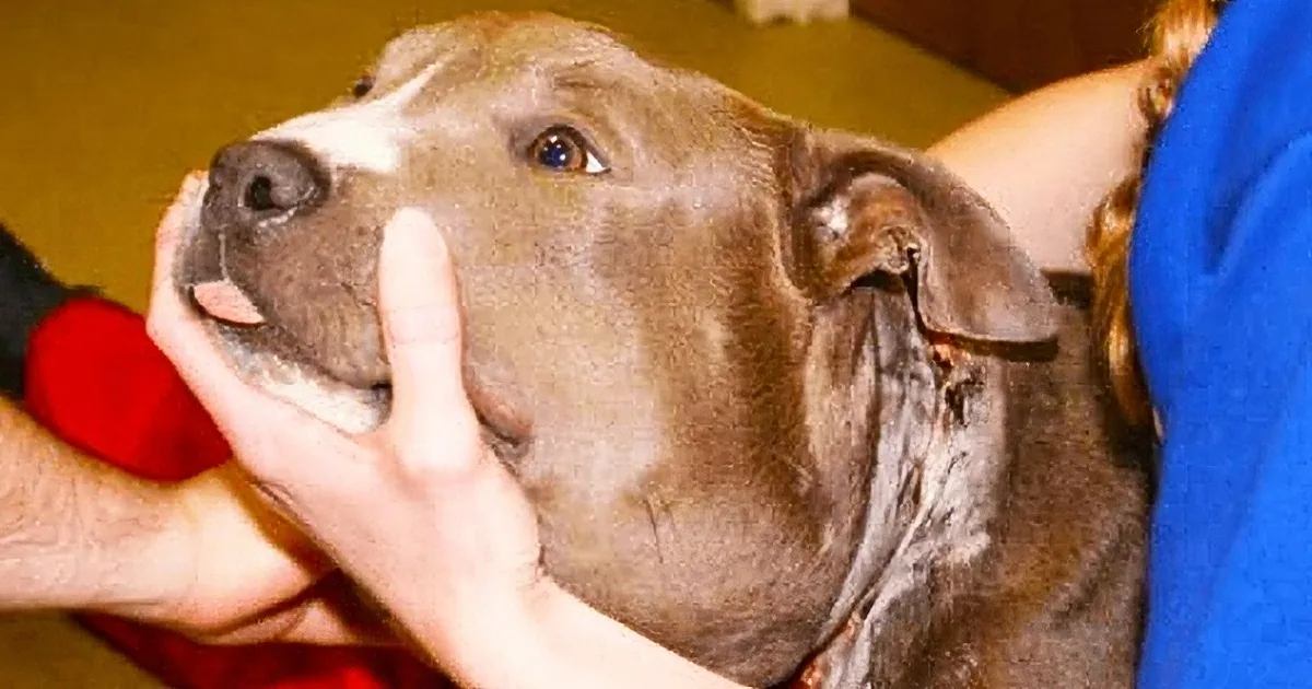This Mistreated Dog''s Appearance Horrified Rescuers Until They Took a Closer Look at Her Neck