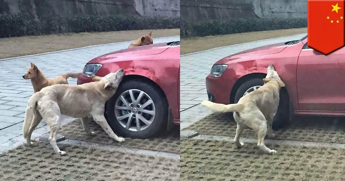 Man Literally Kicks a Dog out of His Parking Space. Dog and Friends Get Even With Him