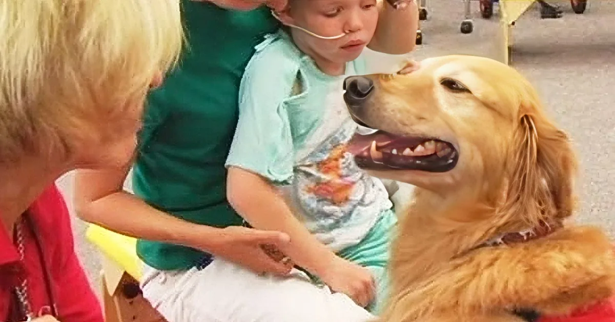 Boy Was Dying After Horrible Car Crash, but When They Put Him Next to a Dog, Everything Changes...