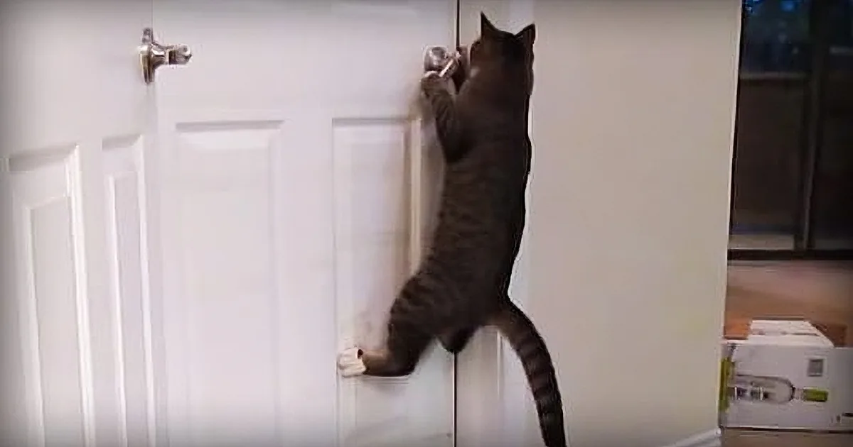 Man Comes up With Brilliant Plan to Keep Cat From Startling Him. Cat''s Comeback Plan Amazes Him