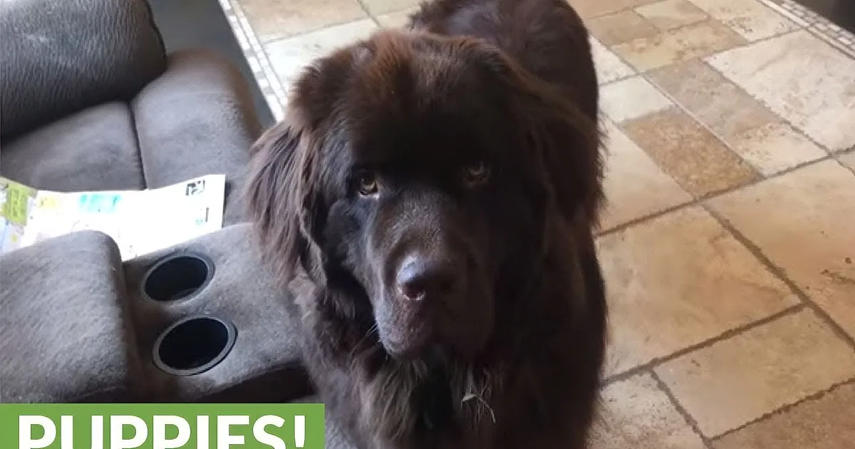 A large, fluffy black dog with long fur sits on a tiled floor, looking directly at the camera.