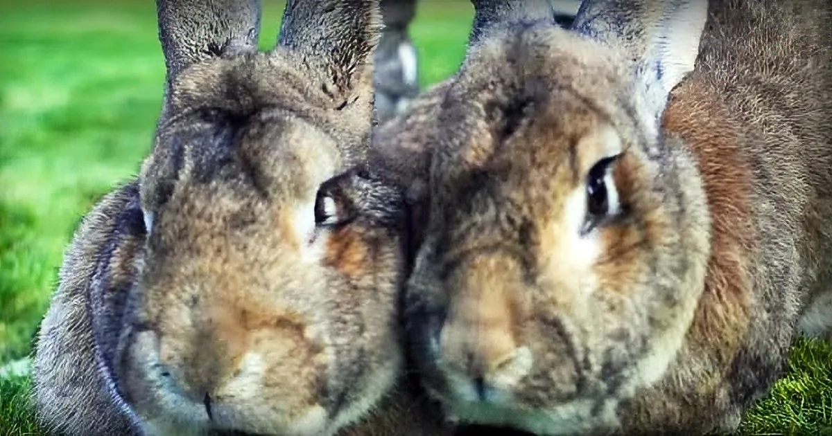What''s in Those Carrots? Colossal Bunny Weighs 50 Pounds. His Son May Grow up to Be Even Bigger