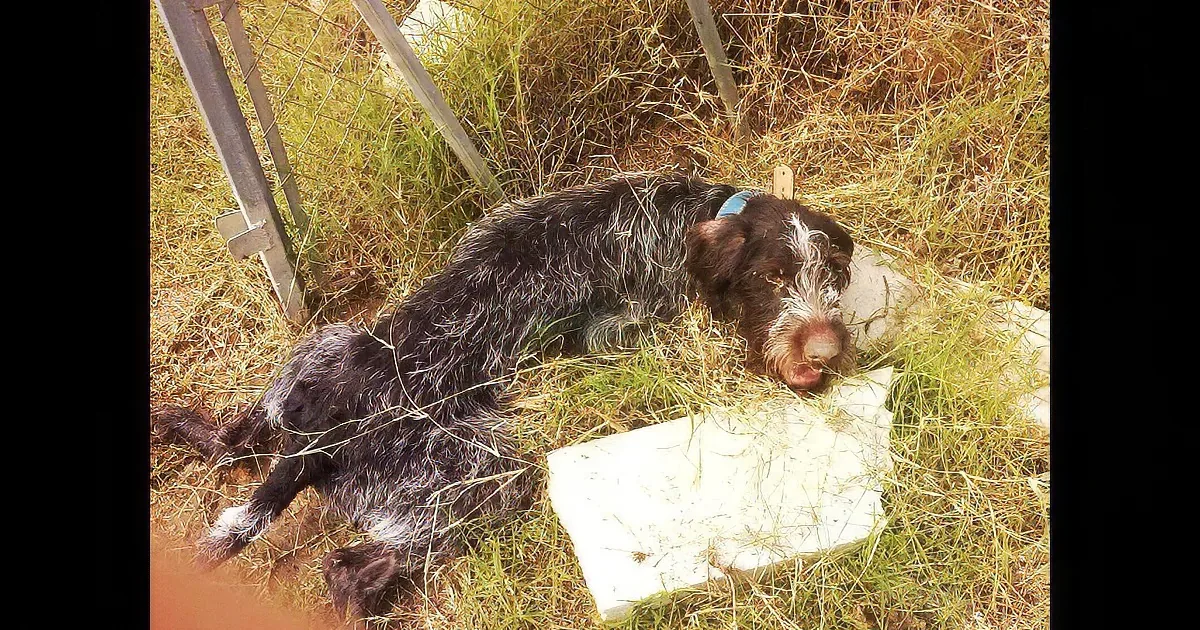 An Abused Dog Is Tossed in a Field, Paralyzed and Left to Die. Watch His Amazing Recovery