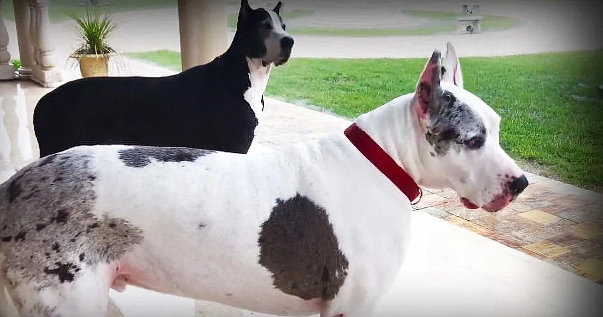 Two Great Danes, one black and white, the other white with black spots, are lying on a patio.