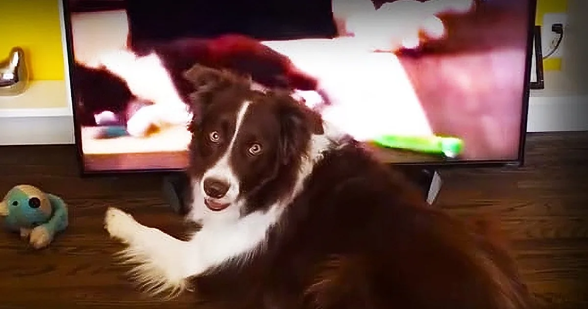 A brown and white dog is lying on the floor, looking up at a television screen displaying a person.