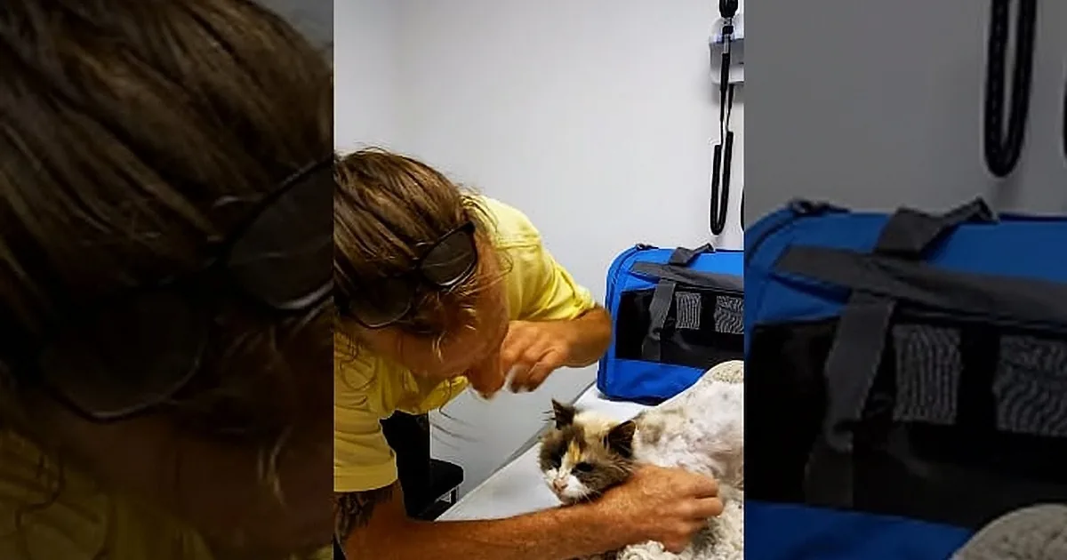 A person in a yellow shirt is examining a cat on a table with a blue bag nearby.