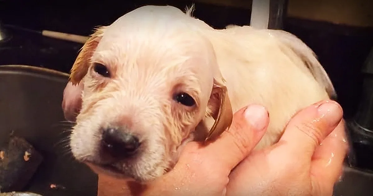 This Adorable, Tiny Orphaned Foster Puppy Absolutely Loves the Luxury of Bath Time
