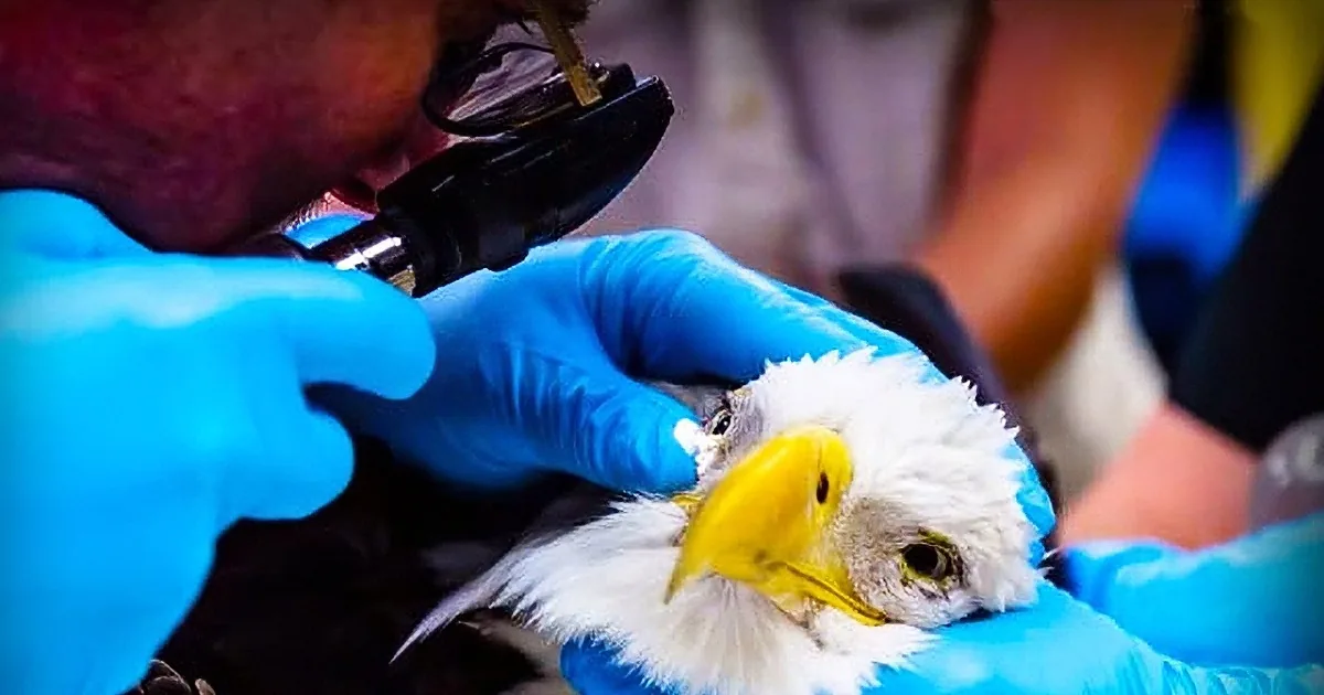 When an Injured Bald Eagle Stopped Traffic, Police and Rescuers Swooped In