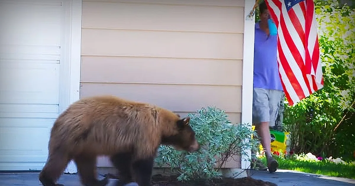A bear walks past a person holding an American flag near a house.