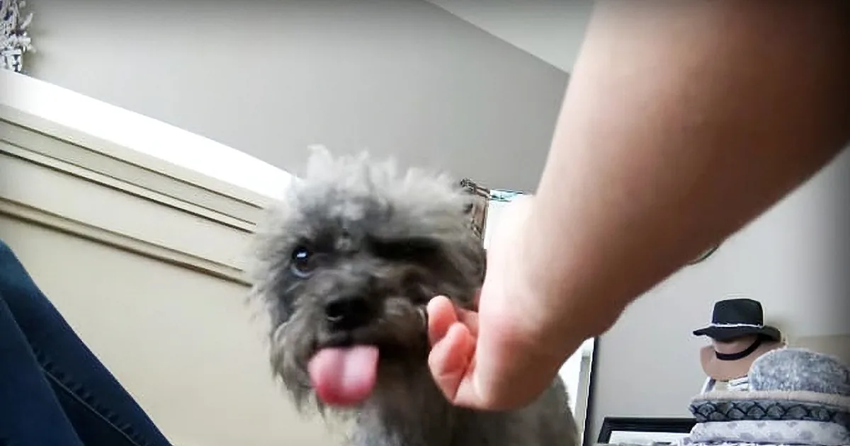 As I Held This Stray Dog's Paw, I Asked Her to Do Me a Favor and Help Me Out