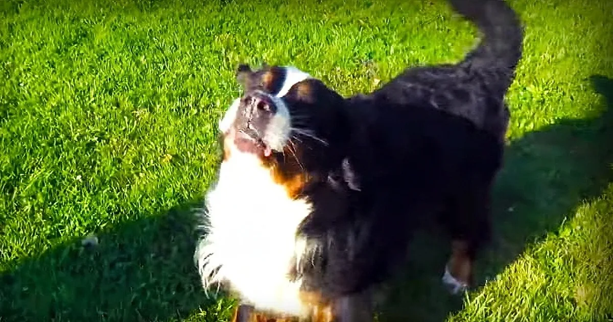 A black and white dog with brown patches stands on grass, looking up with its mouth open.