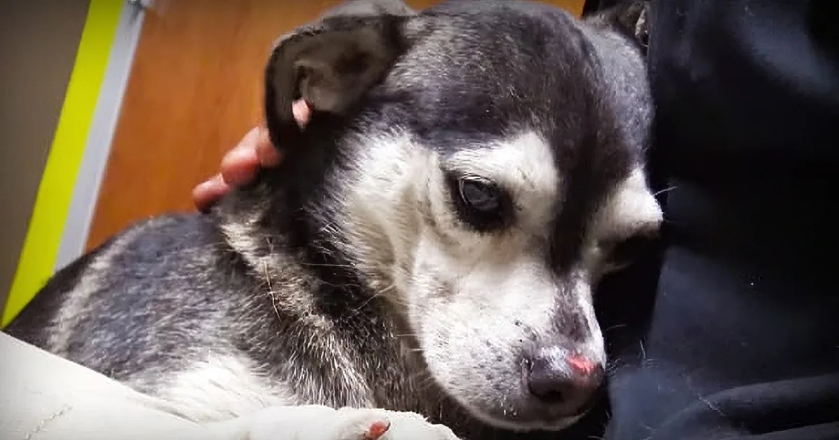 A black and white dog with a red mark on its paw is being petted by a person.