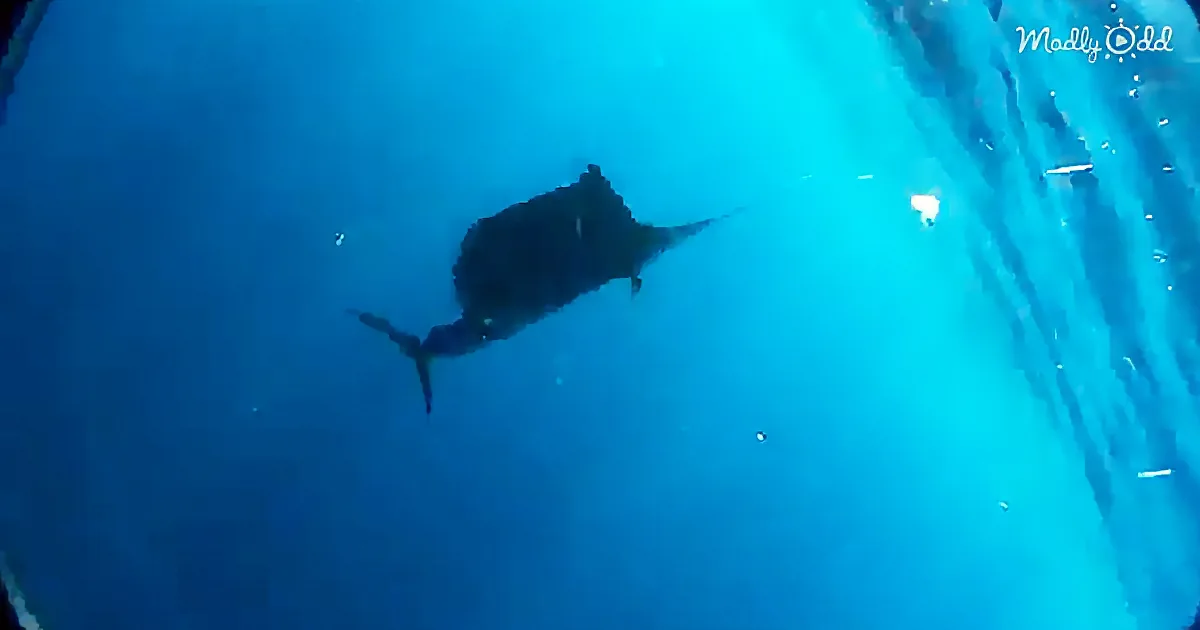 ''No Mere Fish Story: Cameraman Being Attacked by the ''World''s Fastest Fish''''