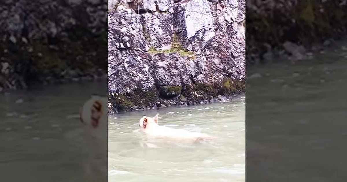 A white dog swims in murky water near a rocky cliff.