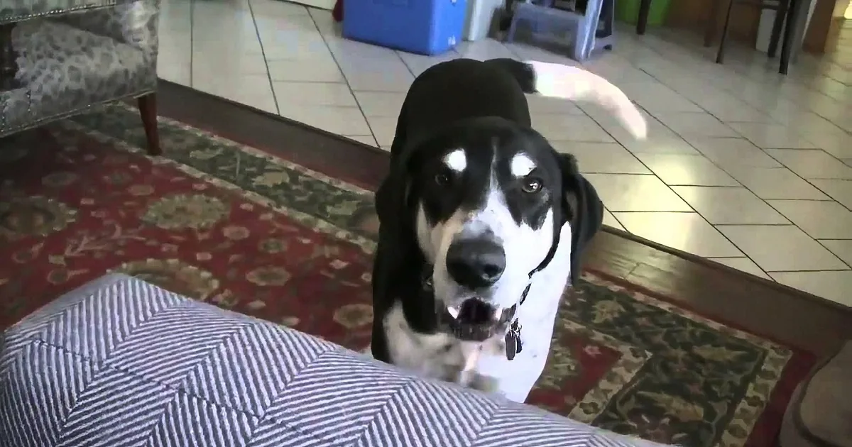Dad Tells Dog He Got Him a Sister, the Dog''s Comeback Has the Internet. LOL!