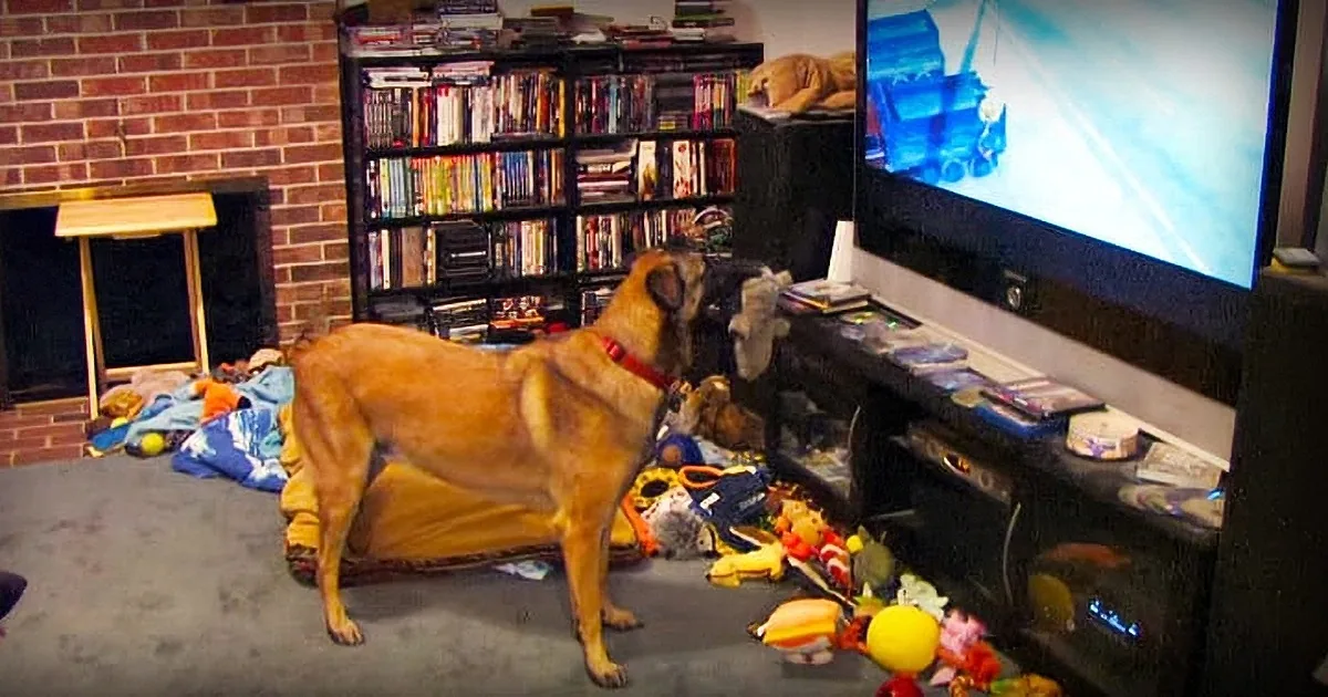 Every Time This Dog''s Favorite Movie Is Turned on He Has the Most Hysterical Response Ever