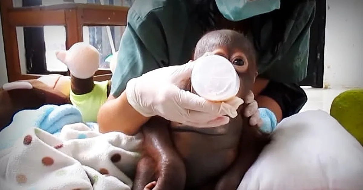 Baby Orangutan Kept Locked in a Cage Makes a Stunning Comeback After Getting Rescued