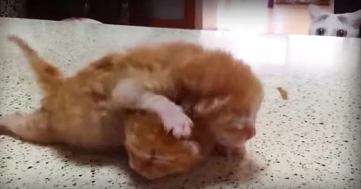 An orange tabby kitten is playfully rolling on its back on a speckled surface.