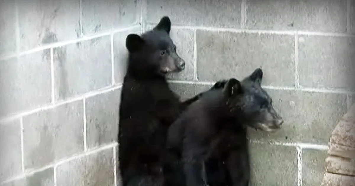 Officer Refuses Direct Orders to Kill Wild Animals and Pays a Hefty Price for It
