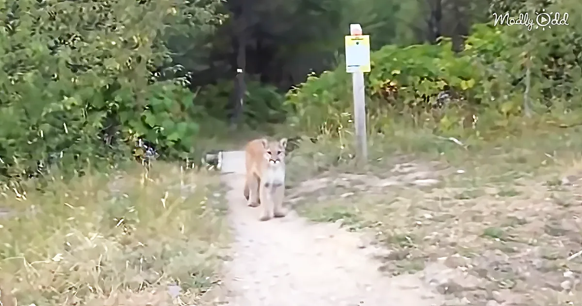 A young cougar walks along a dirt path in a forested area.