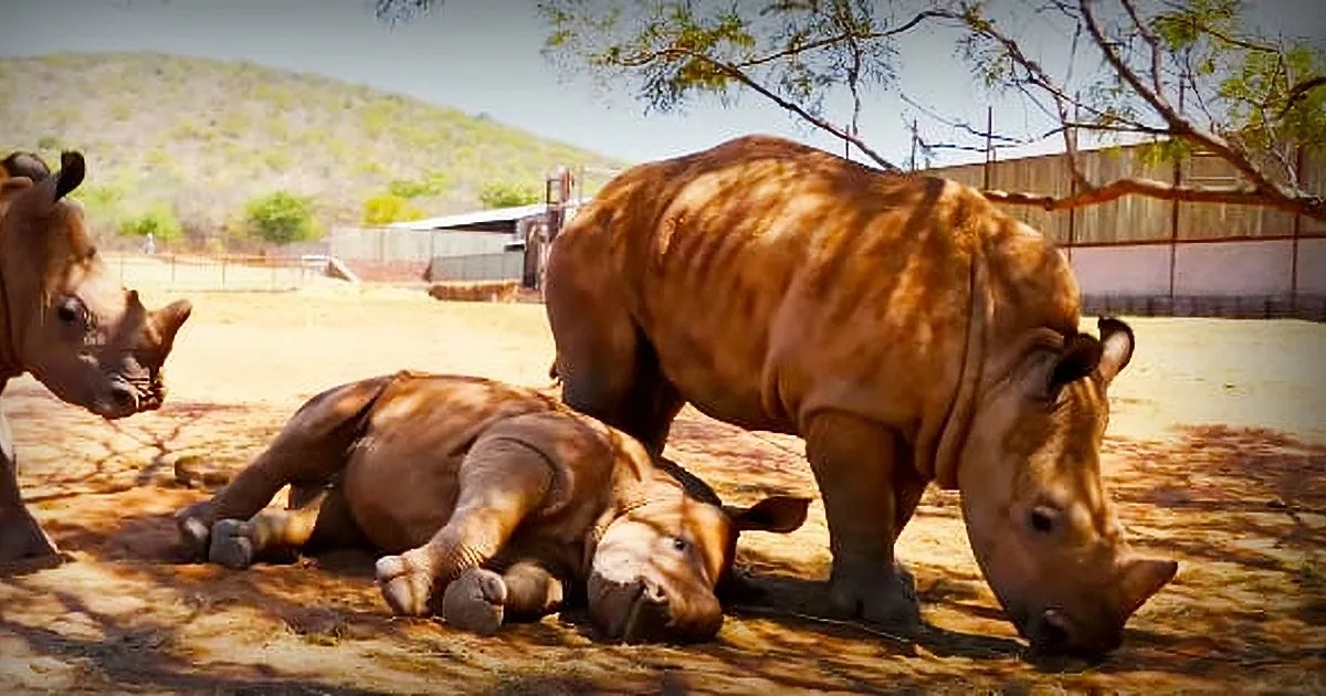 A rhino calf lies on the ground, surrounded by its mother and another rhino, under a tree in a sunny enclosure.