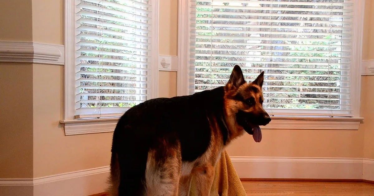 No One Understood How This Puppy Kept Escaping Her Kennel. a Hidden Camera Had the Answer