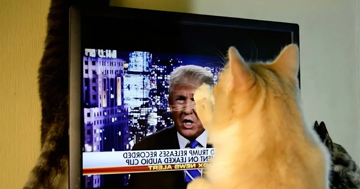 Kitty Sees Donald Trump on TV Apologizing and Proceeds to Throw a Hissy Fit.