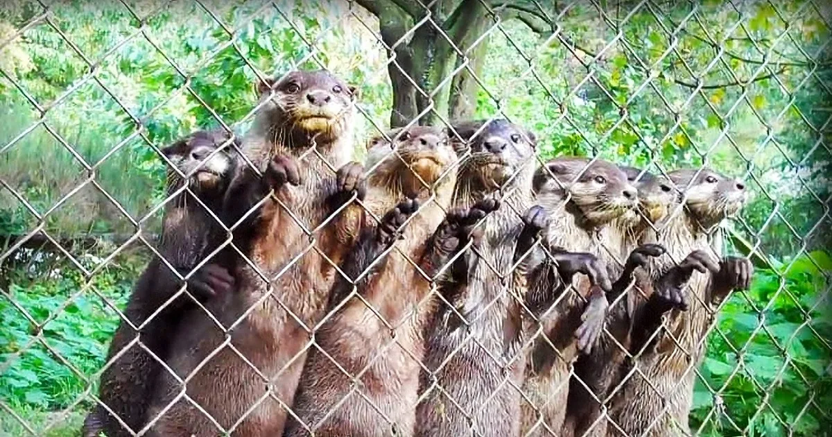 A group of otters, with their paws on a fence, are looking out into a lush green environment.