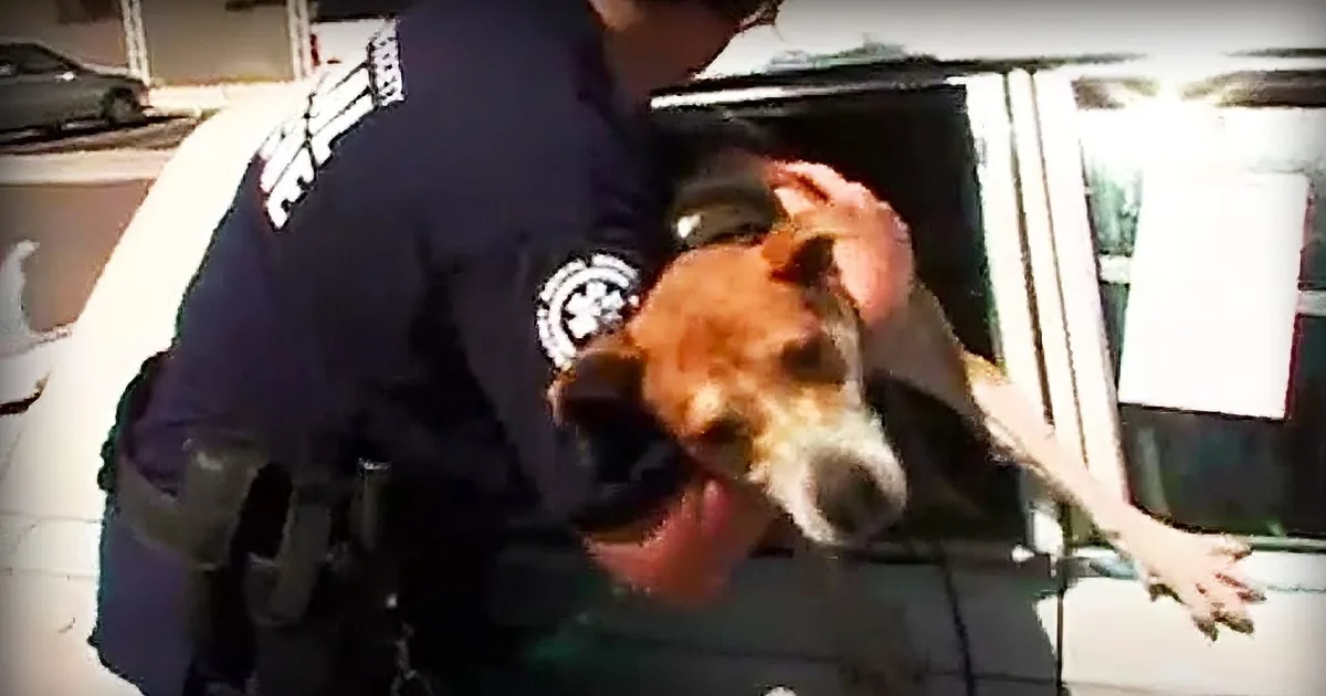 Cop Sees 7 Dogs Trapped Inside a Hot Car and Does Something Stunning to Get Them Out