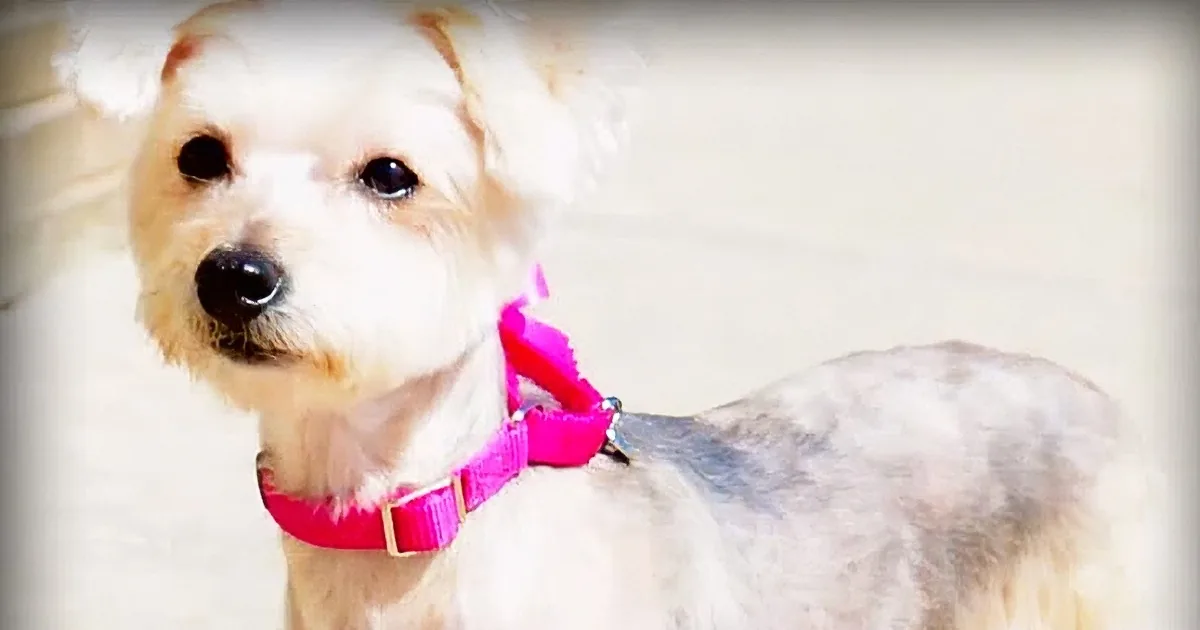 Monster Stabs Dog 19 Times -- One Month Later, Her Transformation Astonishes Everyone