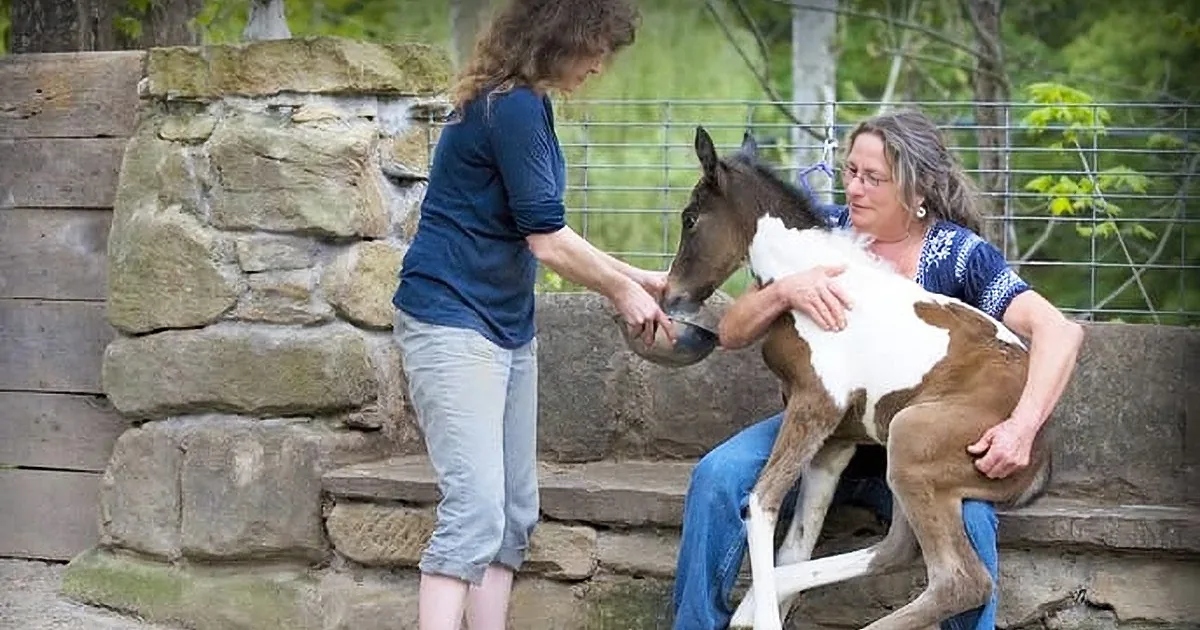 The Little-Known Dark Side of Thoroughbred Racehorse Breeding: 'Throwaway' Foals