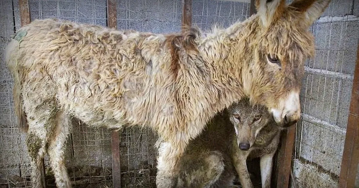 Donkey That Couldn't Work Was Set to Be Killed - - Wolf's Next Move Stunned the Entire Village