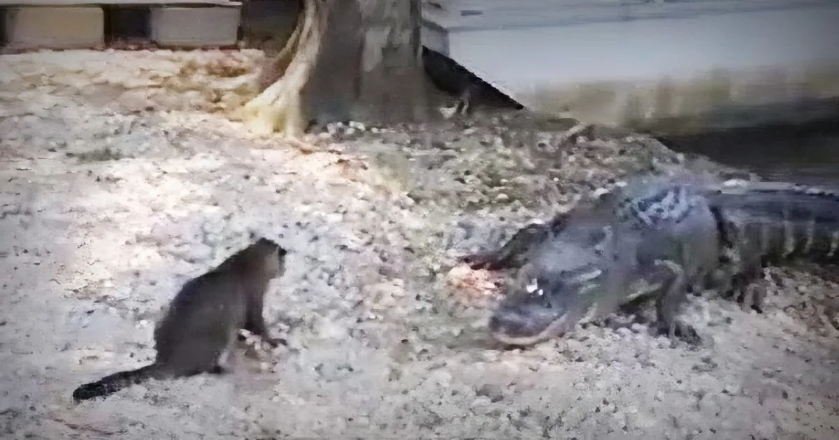 A cat confronts a large alligator on a sandy surface near a tree.