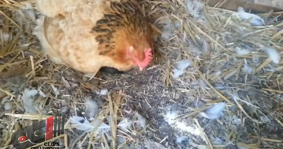 He Thought His Hen Was Acting Odd Sitting on Her Eggs. Wait Until You See What's She's Hiding