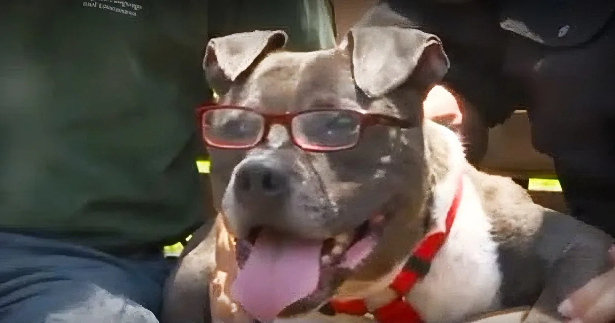 A pit bull wearing glasses and a red collar is being petted by someone in a green shirt.