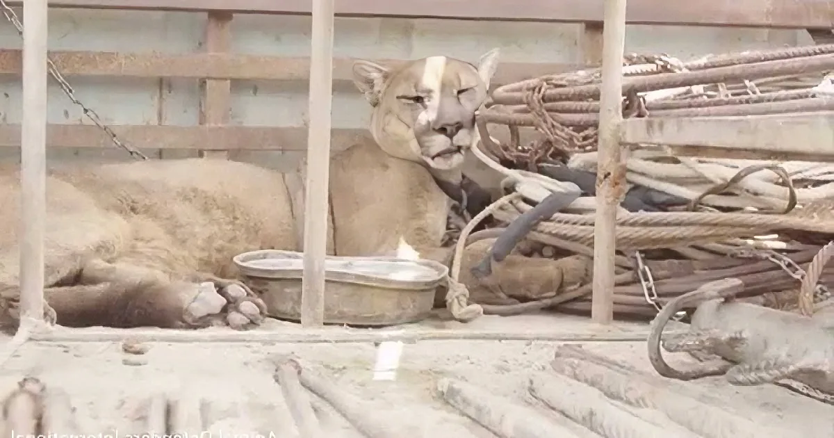 A puma rests in a cage with ropes and a water bowl, appearing calm.