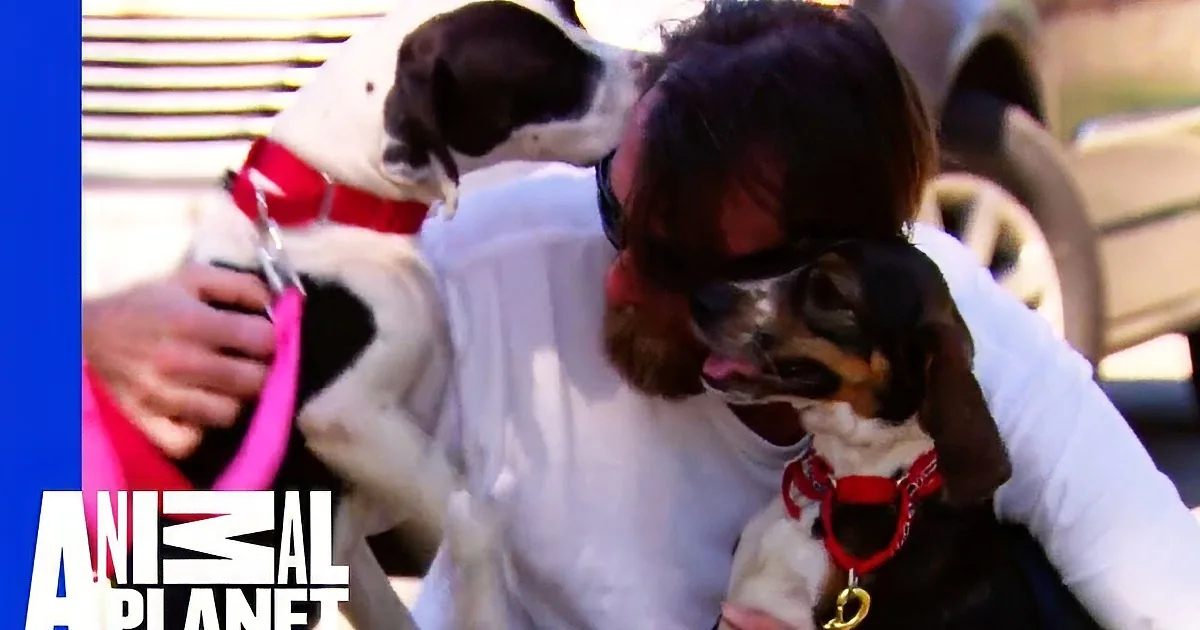 A War Veteran Gets out of His Car and a Woman Reunites Him With His Two Lost Dogs