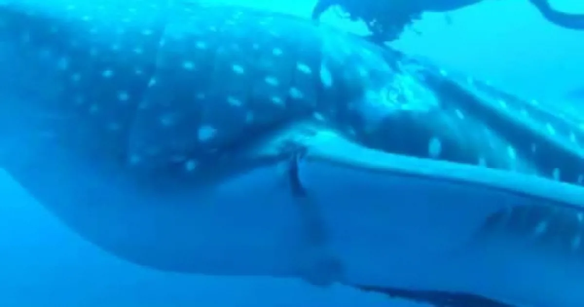 A whale shark swims gracefully underwater, its spotted body and long tail visible against the blue ocean.