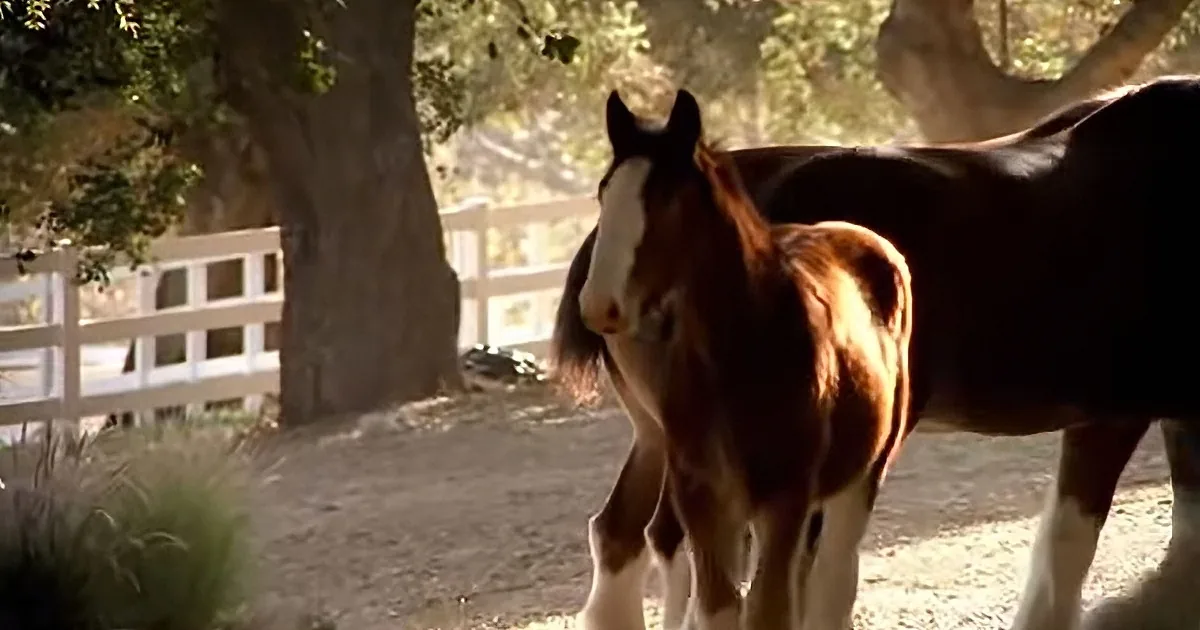 A brown horse with white markings stands in a sunny, fenced area with trees and a white fence in the background.