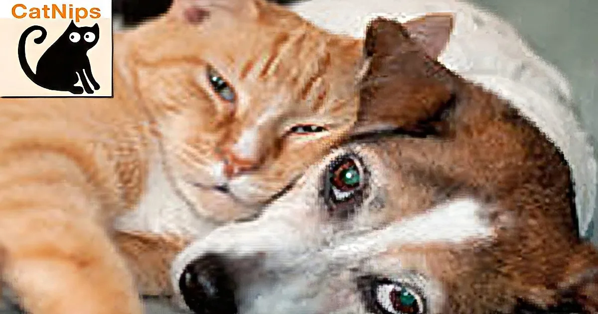 An orange tabby cat and a Shiba Inu dog are cuddling together, both looking relaxed.