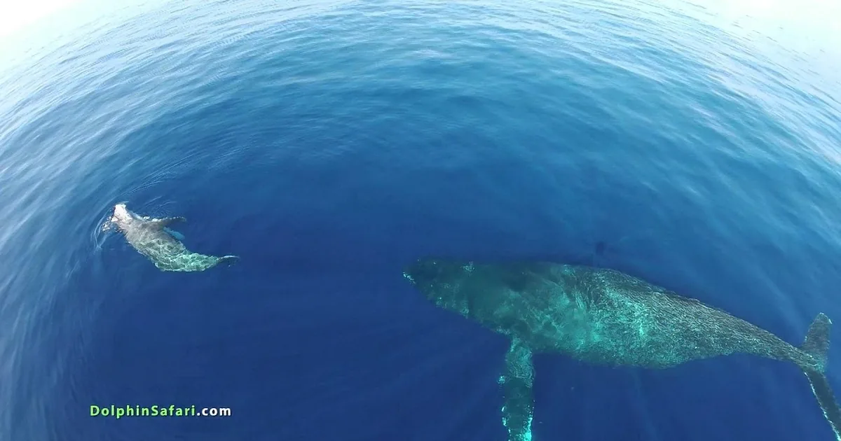He Flies a Camera Over the Ocean. When It Zooms in, You Won't Believe It!