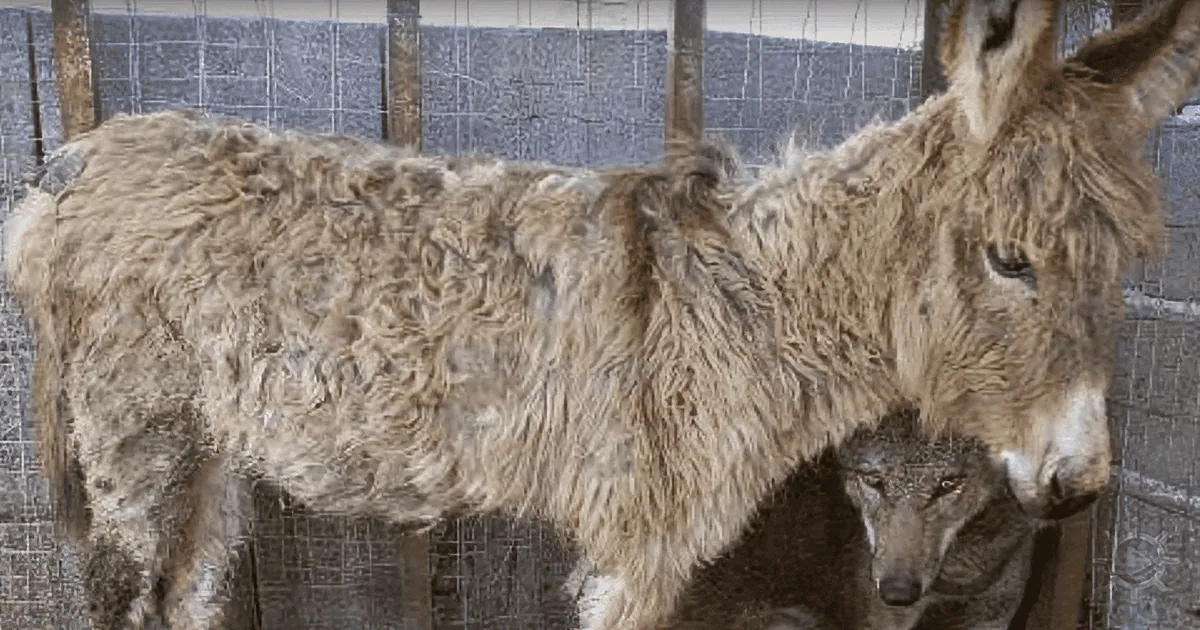 Poor Old Donkey Was Set to Be Killed -- Then a Wolf's Next Move Stunned the Entire Village