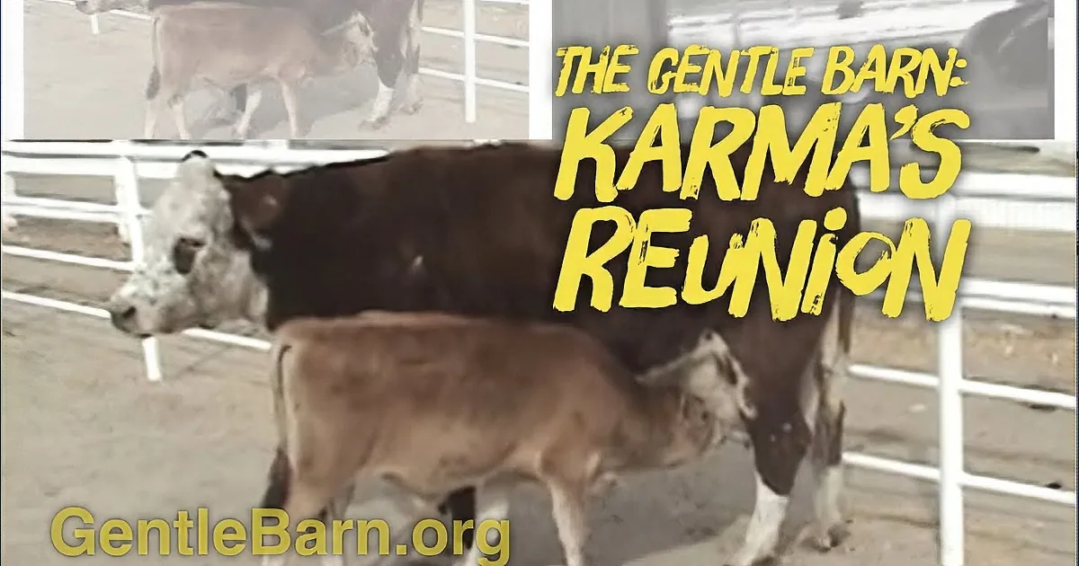 Mama Cow Won't Stop Crying for Her Missing Baby, Then Looks Through the Fence and Emotions Flow