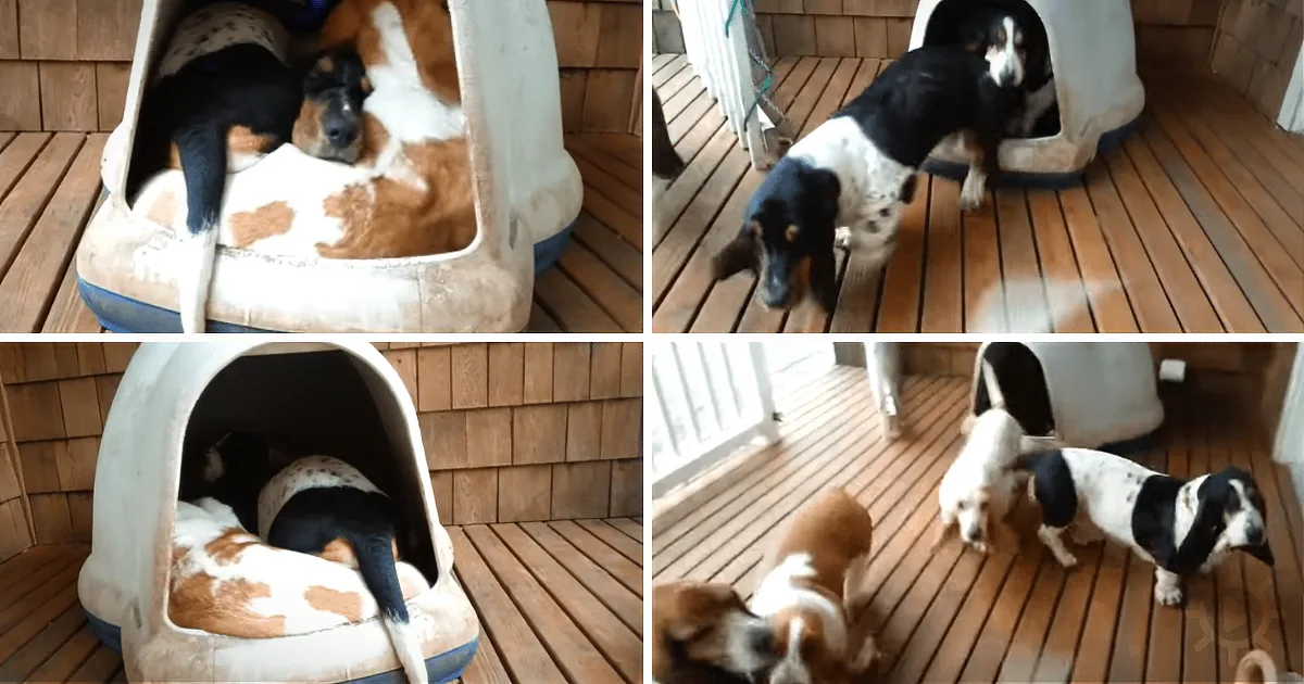 Woman Notices Her Dogs Taking an Afternoon Nap, Films a Hilarious Surprise