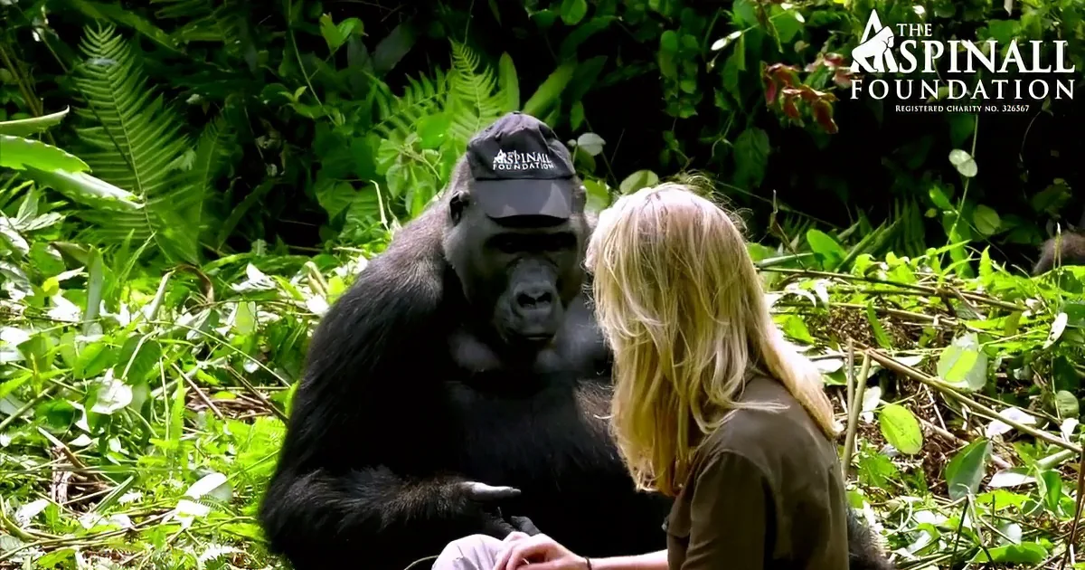 He Hadn''t Seen the Gorillas in Years but Wanted to Introduce Them to His Wife