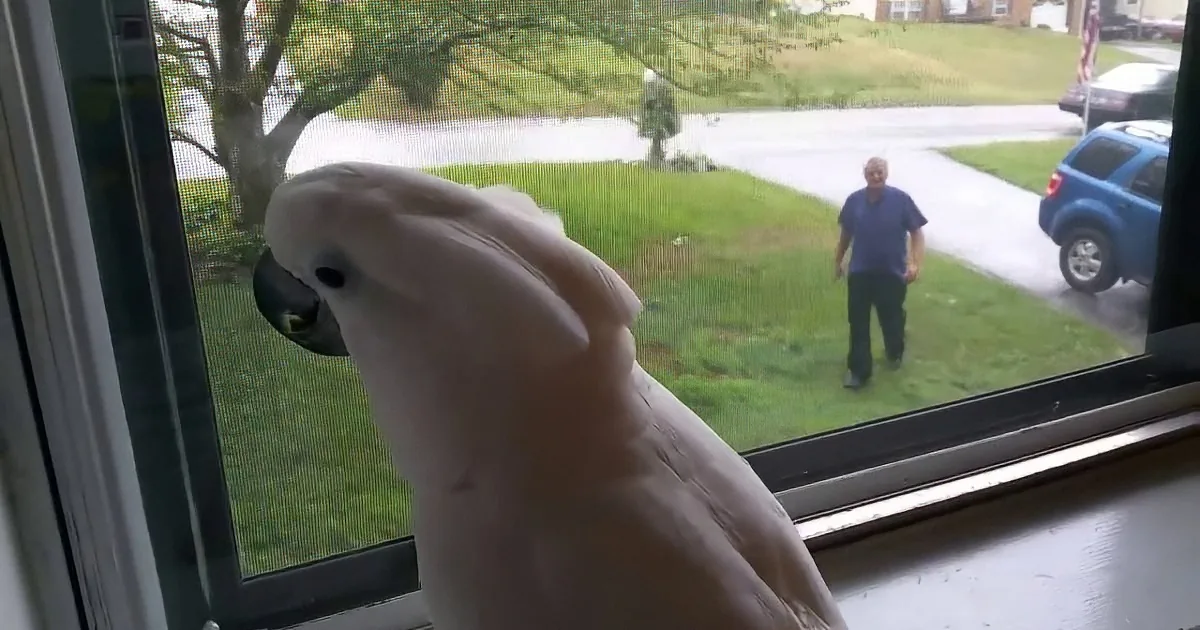 A white cockatoo perches on a window frame, looking out at a man standing in a grassy yard.
