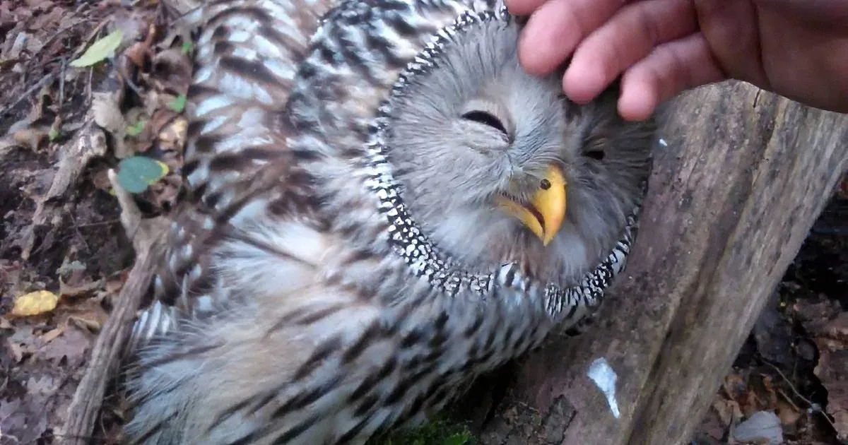 ''Tame' Owl Lets Man Pet Her, Then He Soon Realizes That She Needs His Help.'