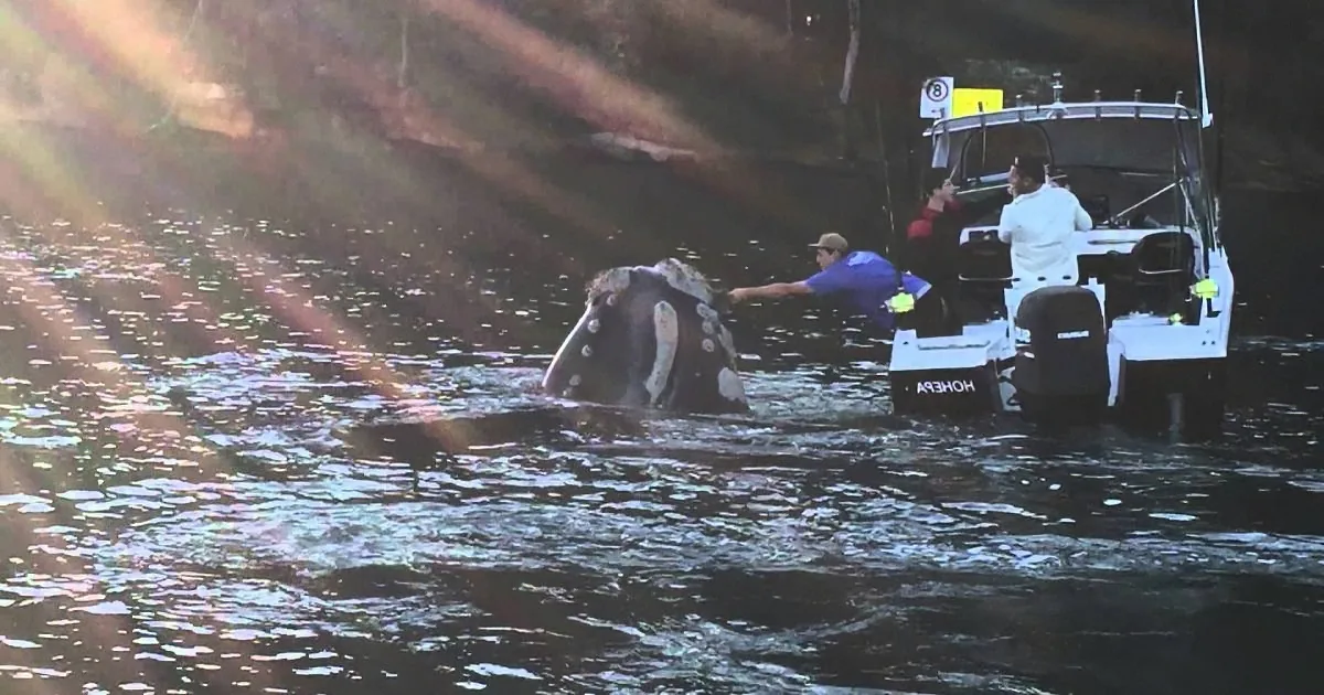 Fishermen Are Terrified When a Massive Creature Swims Under Them. Then Fear Turns to Heartbreak