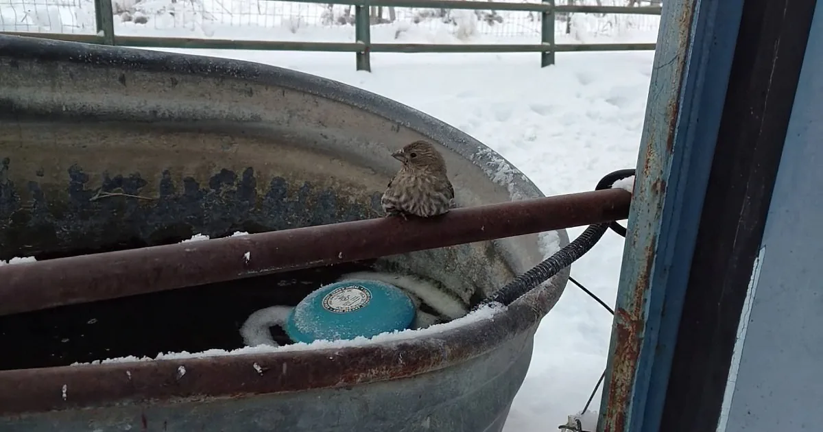 A small bird perches on a rusted metal pipe inside a snow-covered metal tub.