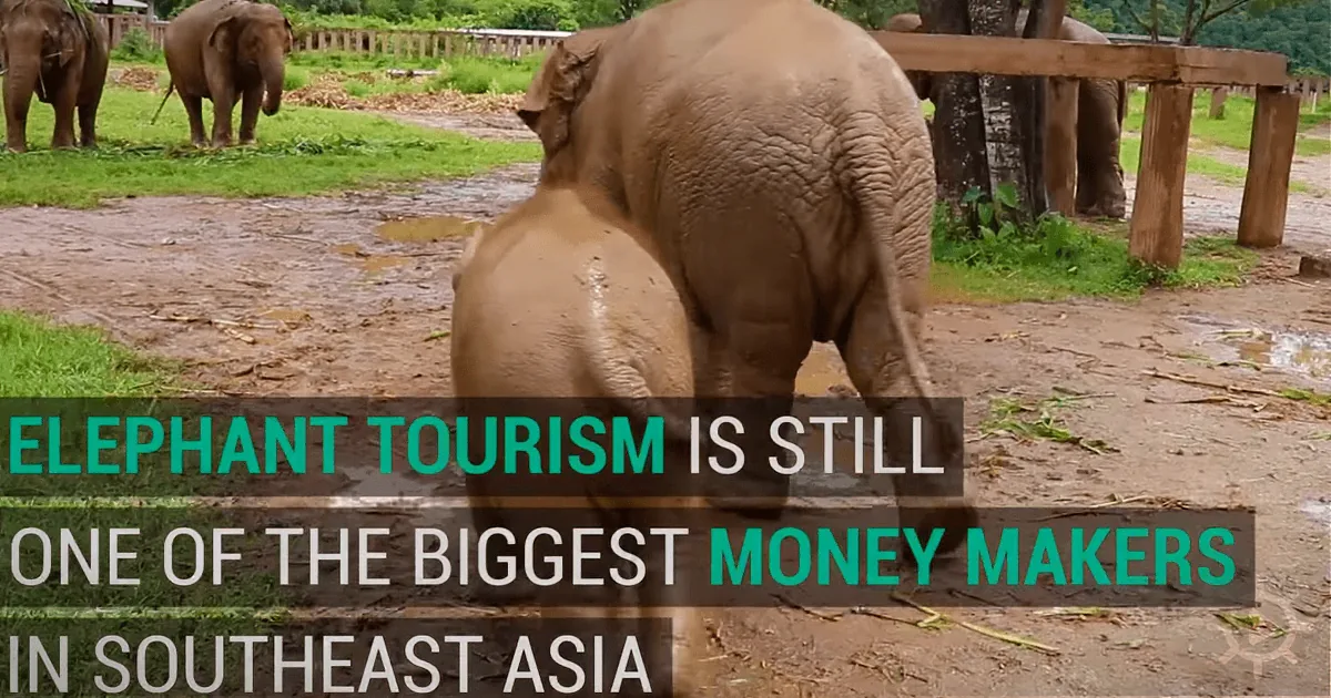'The Crush' -- How Elephants Are Tortured to Entertain Tourists